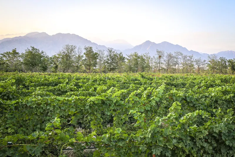 Vineyards at the foot of the Helan Mountains in Ningxia