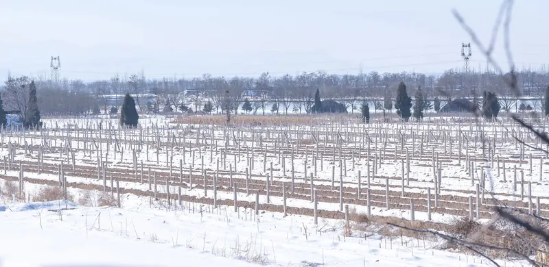 Grace Vineyard's Shanxi vineyards in winter