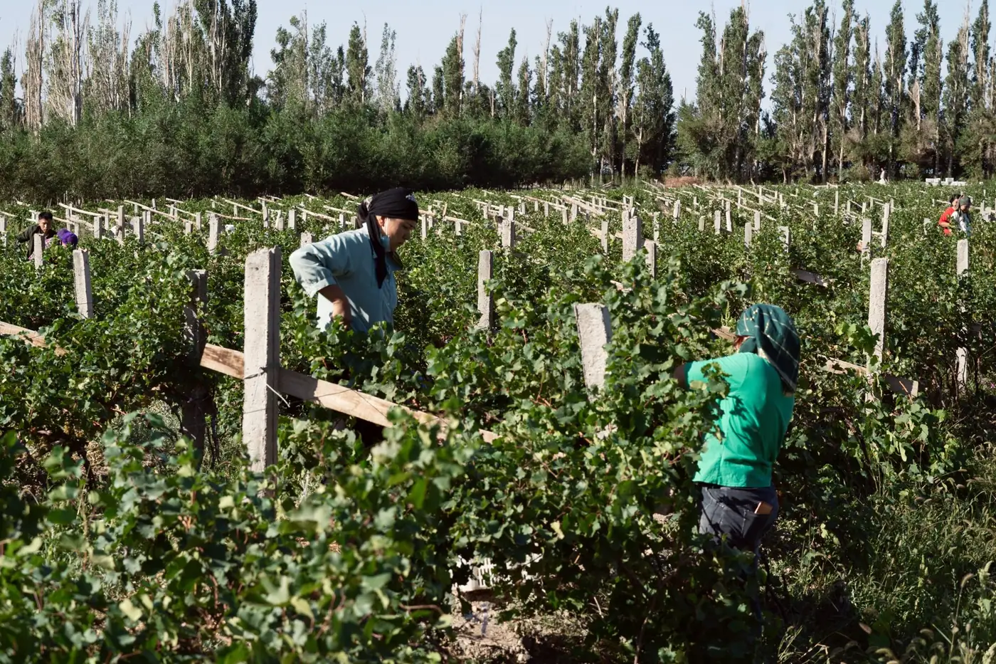 Pickers harvesting grapes by hand between the rows at Puchang Vineyard