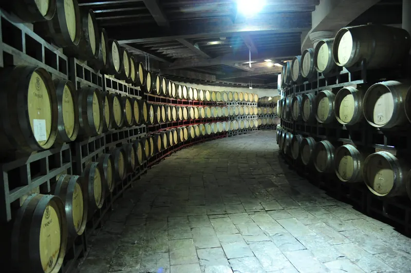 Rows of oak barrels in the cellar