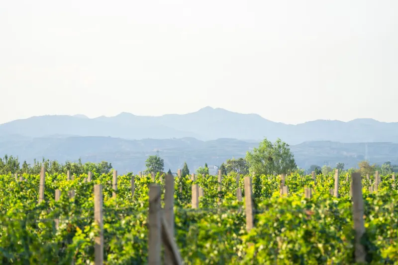 Grace Vineyard's vineyards in Shanxi in summer