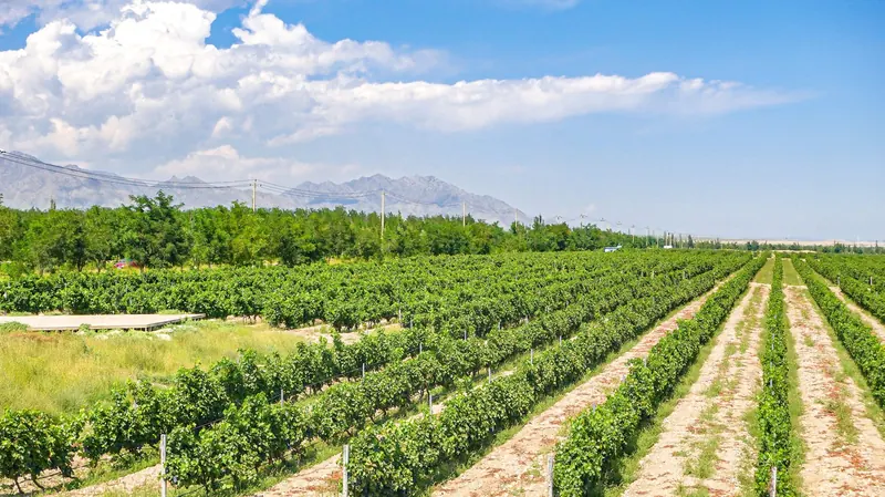 Rows of vines in a Ningxia vineyard