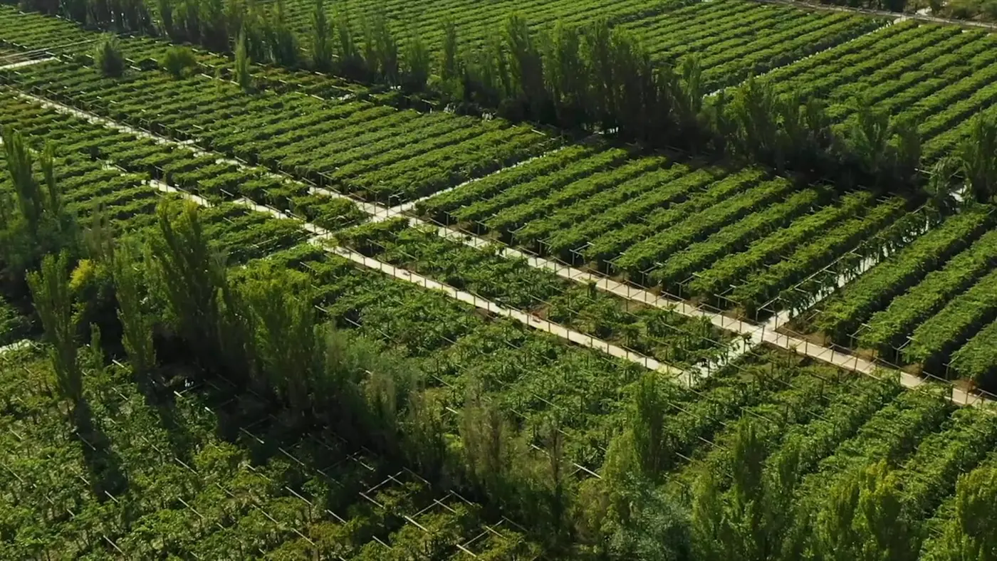 Aerial view of Puchang's vineyard blocks lined with poplar windbreaks