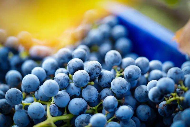 Marselan grapes on the vine