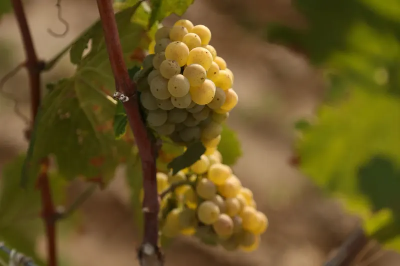 Chardonnay grapes on the vine
