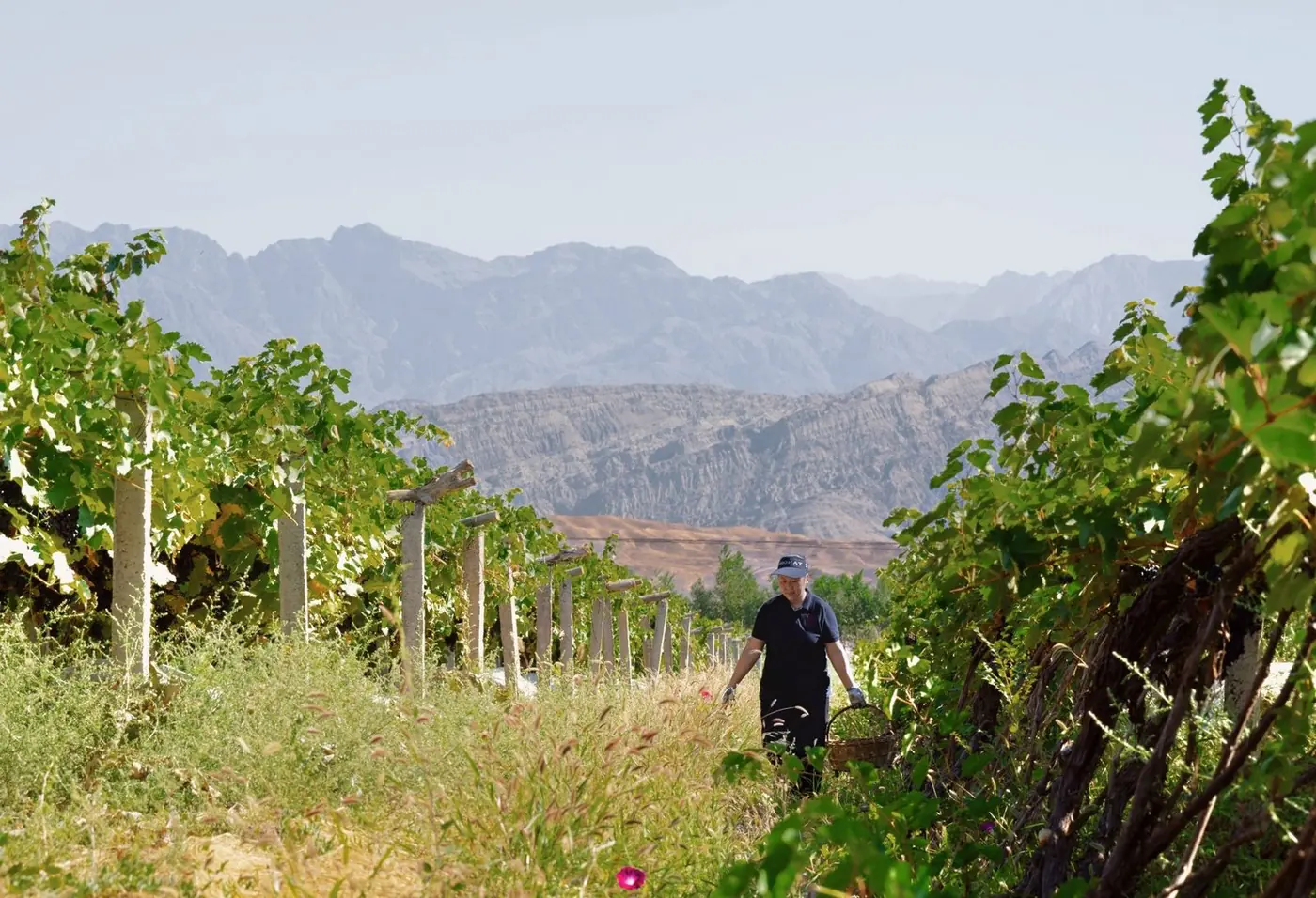 Puchang Vineyard rows in the Turpan Valley with the Tian Shan mountains behind
