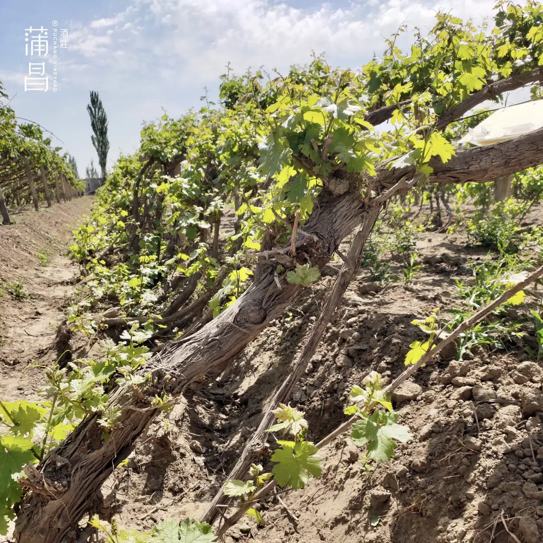 Old, thick-trunked vines with spring leaves at Puchang Vineyard