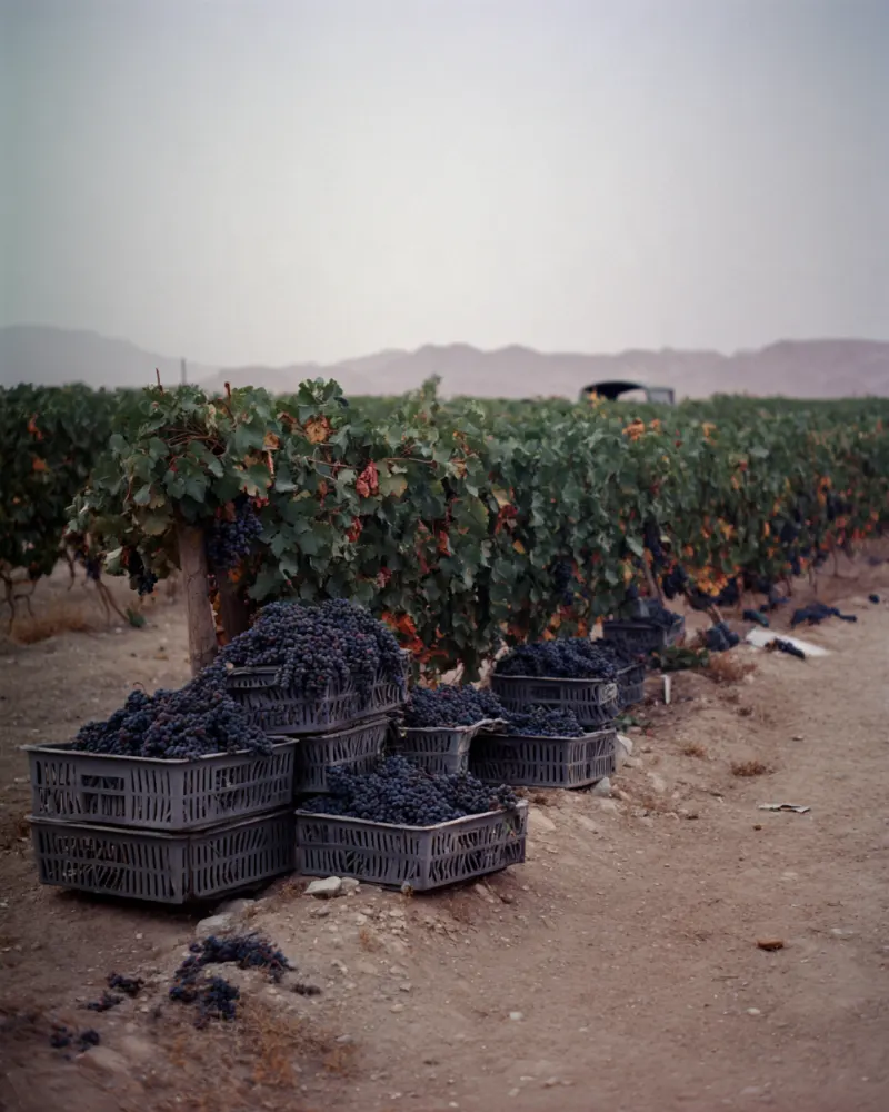 Crates of freshly picked grapes in a vineyard below the Helan mountains, Ningxia
