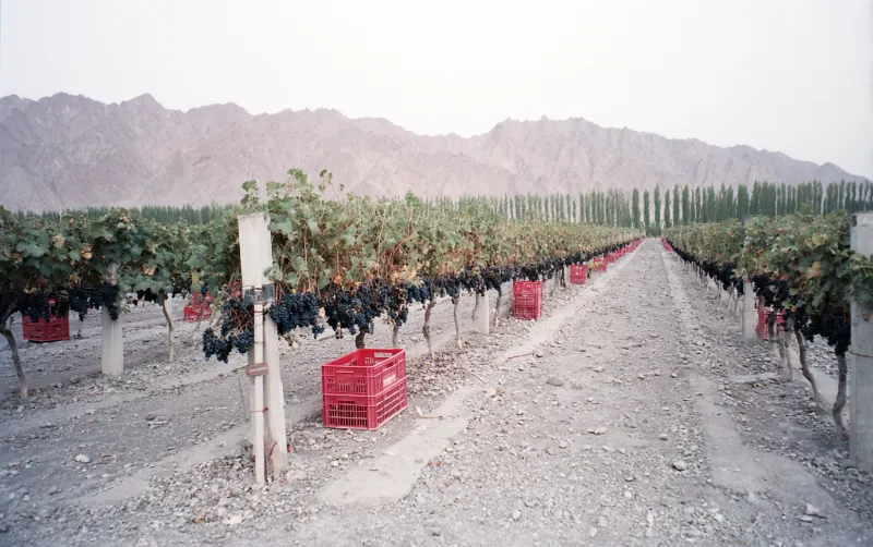 Vineyards on stony soil at the eastern foot of the Helan Mountains in Ningxia, China, at harvest time