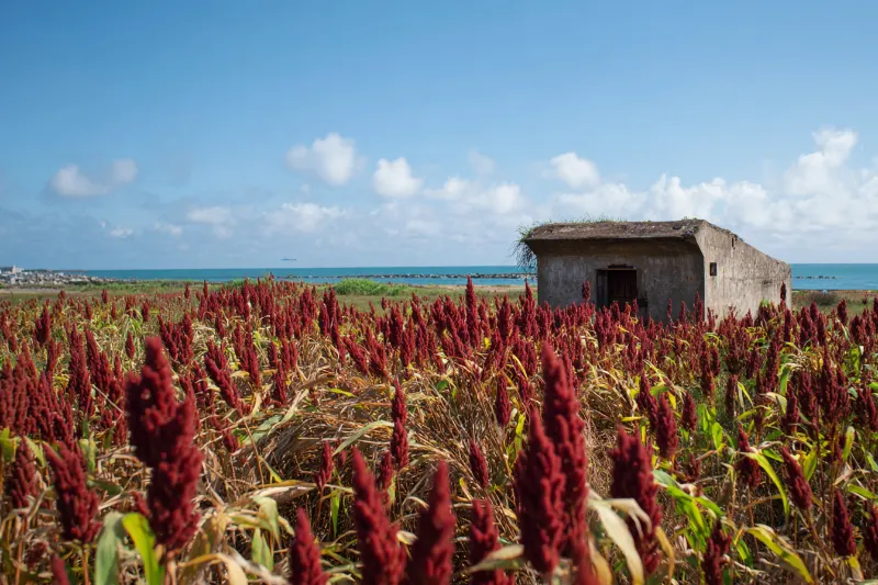 Red sorghum field and an old bunker by the sea on Kinmen