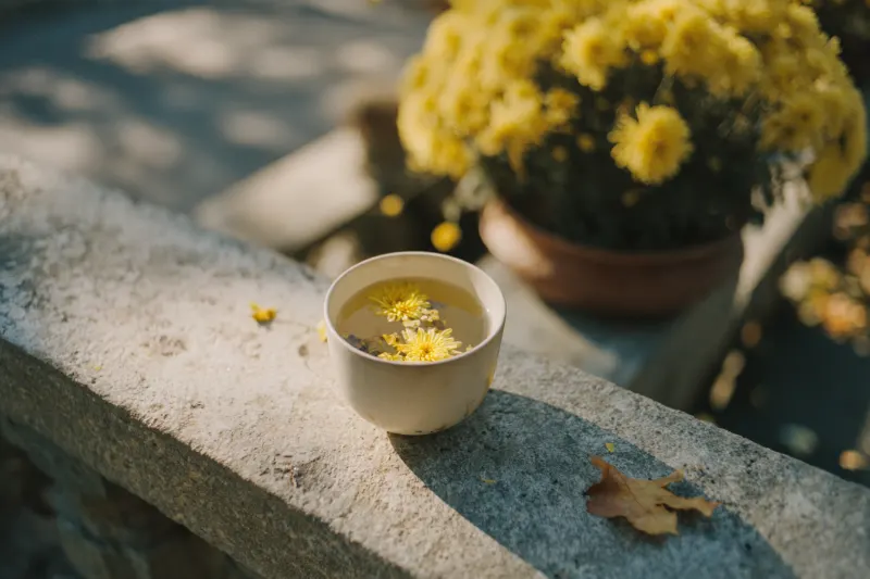 A cup of chrysanthemum wine among yellow chrysanthemums in an autumn garden